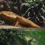 Приключения «рыбы с ногами» 375 миллионов лет назад