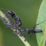 Ученые сравнили колонию муравьев с нейросетью