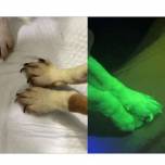 В Корее создали светящихся собак