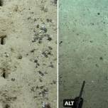 Ученых поставил в тупик ряд отверстий на дне Атлантического океана