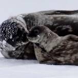 Самки тюленей жертвуют своими способностями к глубокому погружению ради детенышей