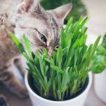 Могут ли кошки или собаки сидеть на вегетарианской диете?