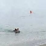 В Испании спасавшийся от жары кабан выплыл из моря на пляж и напугал отдыхающих