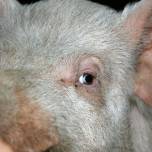 14 людям вернули зрение с помощью свиной роговицы