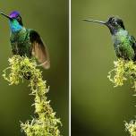 Правда, что колибри может менять цвет оперения?