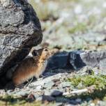 Почему хомяки западных Анд всегда упитаннее восточных сородичей