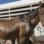 В сша сбежавшего восемь лет назад коня обнаружили в стаде диких мустангов