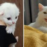 Фотографии очаровательных котят, превратившихся в величественных кошек