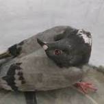 У голубей обнаружили превращающую в зомби болезнь