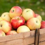 10 неожиданных фактов о яблоках