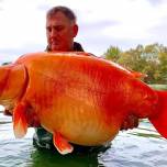 Рыбак выловил рекордно огромную золотую рыбу и назвал ее морковкой