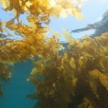 Выращивание морских водорослей поможет в борьбе с климатическим кризисом и голодом в мире