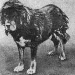 Аланская или сарматская собака