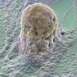 Биомедицина и стволовые клетки