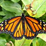 Как бабочка-монарх расплачивается за собственную ядовитость