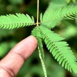 Растение мимоза стыдливая приоткрыла тайну быстрых движений ее листьев