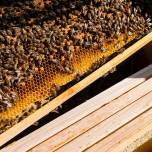 Ученые разработали вакцину, которая поможет спасти медоносных пчел