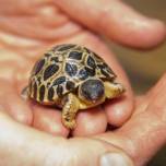 90-летняя черепаха впервые стала отцом трех детенышей
