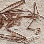 Учёные нашли самые старые скелеты летучих мышей