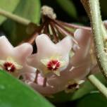 Хойя мясистая, или фарфоровый цветок (лат. hoya carnosa)