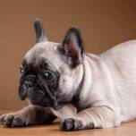 Древние римляне разводили собак с плоской мордой похожих на французских бульдогов