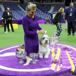 Очаровательный бадди холли стал победителем вестминстерской выставки собак 2023 года