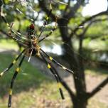 Паук Джоро (Trichonephila clavata) может быть самым робким пауком из когда-либо описанных учеными