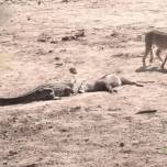 Как крокодилы сражаются за ужин с гепардами