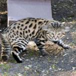 Черноногая кошка, или муравьиный тигр, или малая пятнистая кошка (лат. felis nigripes)