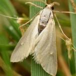 Белая водная огнёвка (лат. acentria ephemerella)