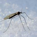 Где зимуют мухи и комары?