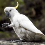 Биологи выяснили, как птицы научились пользоваться лапками вместо рук