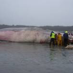 Исландия возобновляет китобойный промысел после временных ограничений