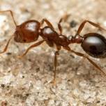 Красные огненные муравьи добрались до европы