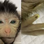 Китайские генетики впервые получили «настоящую» обезьяну-химеру