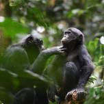 Бонобо оказались способны проявлять теплые чувства к членам чужого клана