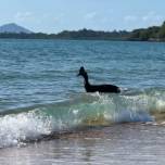 На австралийском побережье заметили «самую опасную птицу в мире»