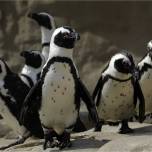 Как африканские пингвины отличают друг друга