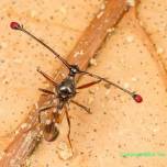 Стебельчатоглазые мухи (лат. Diopsidae)