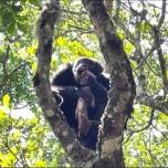 Как шимпанзе отобрал добычу у орла