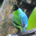 Орнитолог сфотографировал одну из самых редких в мире двухцветных птиц