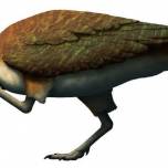 Палеоценовый циньорнис (лат. qinornis paleocenica)