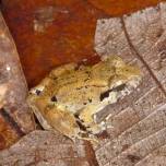Самая маленькая из известных клыкастая лягушка найдена на острове в Индонезии