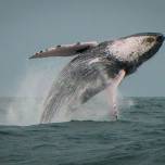 Усатые киты стали гигантами в южном, а не в северном полушарии