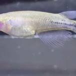 Крошечные индонезийские рыбы изменяют цвет, чтобы показать свою агрессию