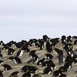 Ученые сфотографировали самую большую колонию пингвинов в мире