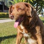 Самого старого пса в мире из Португалии по кличке Боби заподозрили в подлоге