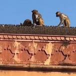 В индии турист хитростью вернул украденный обезьяной телефон