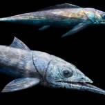 Зачем доисторической рыбе такая длинная нижняя челюсть?