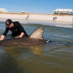Рыбак в одиночку выловил акулу весом 544 килограмм